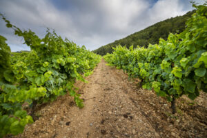 Há excesso de vinho no mundo. Há agricultores a destruir vinhas e a abandonar a indústria